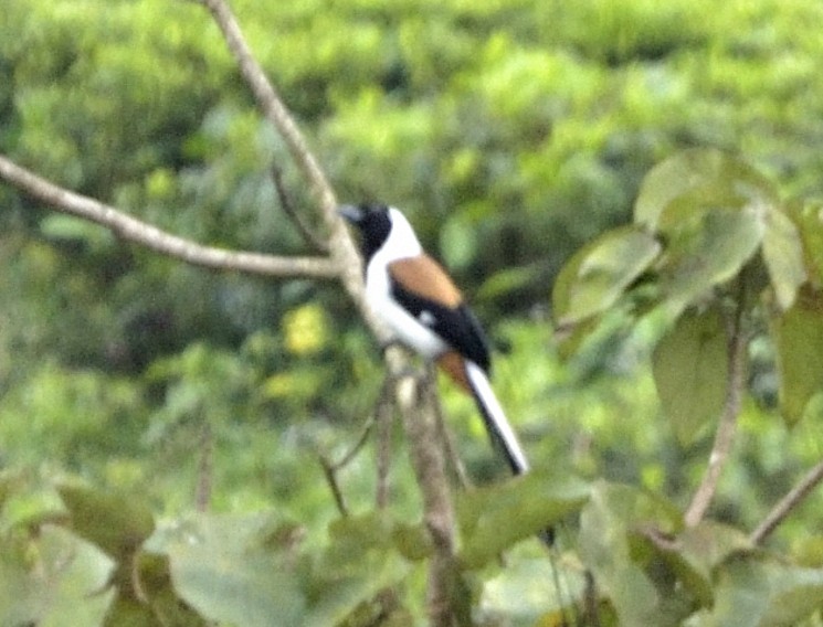 White-bellied Treepie - ML382305211