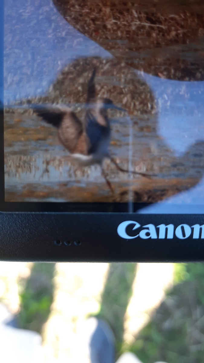 Lesser Yellowlegs - António Martins