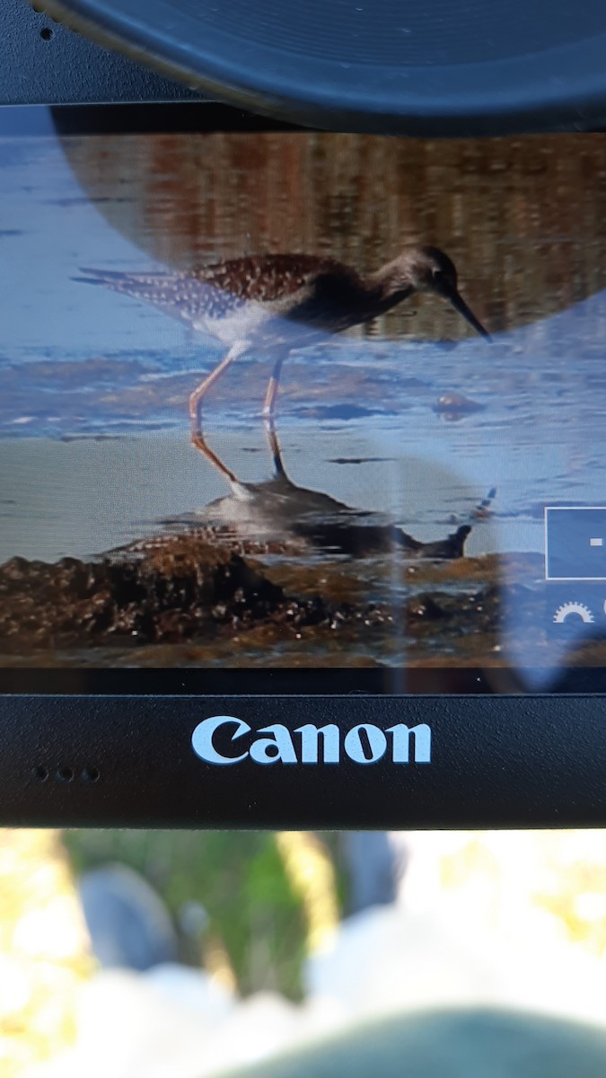 Lesser Yellowlegs - ML382305831