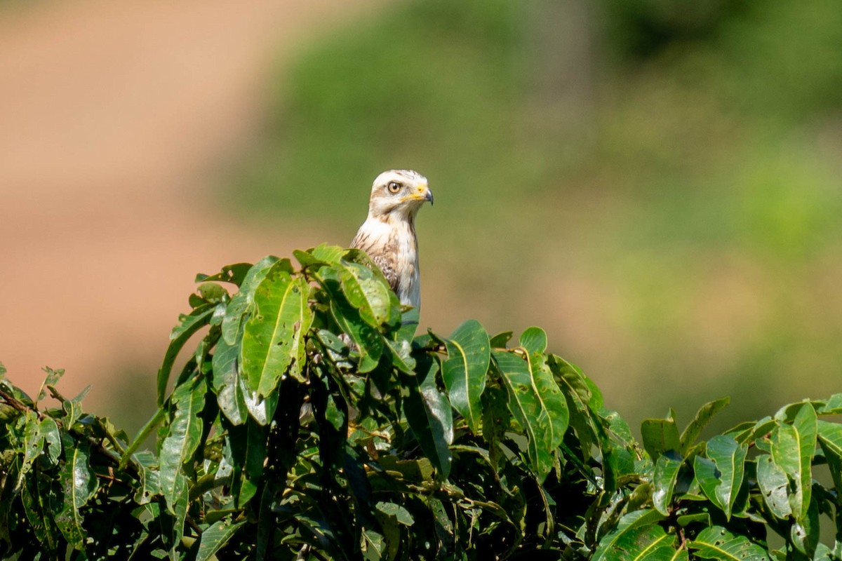 White-eyed Buzzard - ML382307501