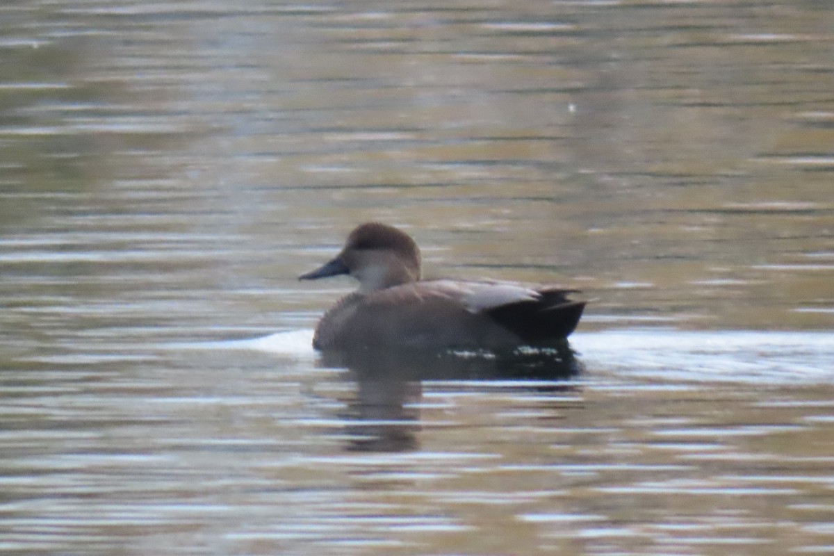 Gadwall - ML382308891