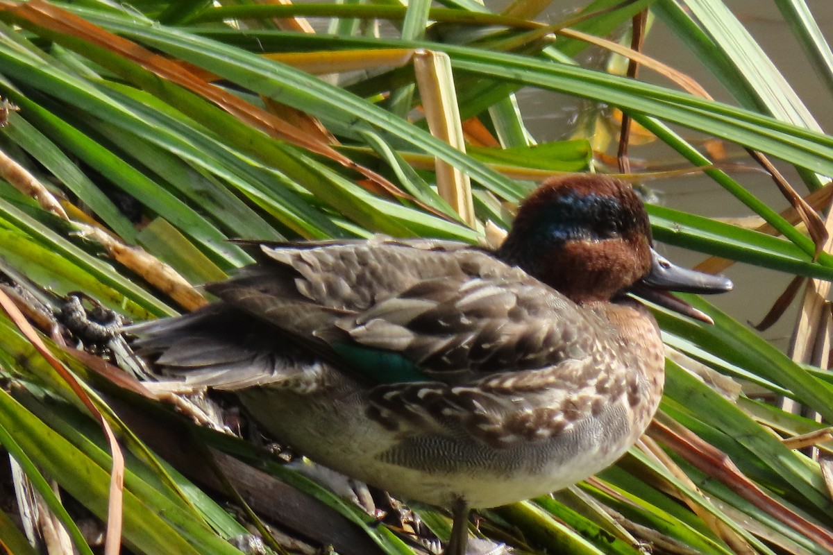 Green-winged Teal - ML382308921