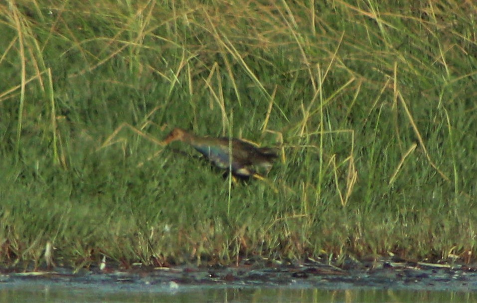 Purple Gallinule - Matías Garrido 🐧