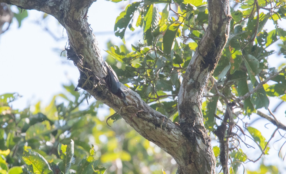 Chestnut-bellied Nuthatch - ML382310071