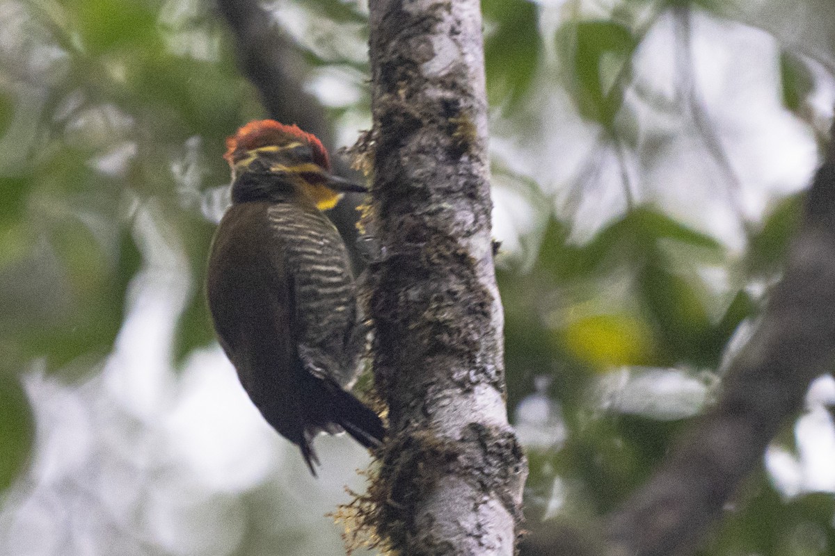 White-browed Woodpecker - ML382310241