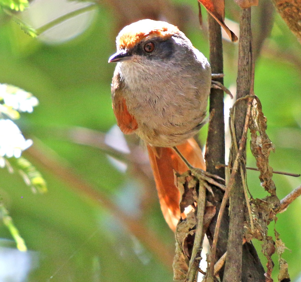 Rufous-capped Spinetail - ML382311231