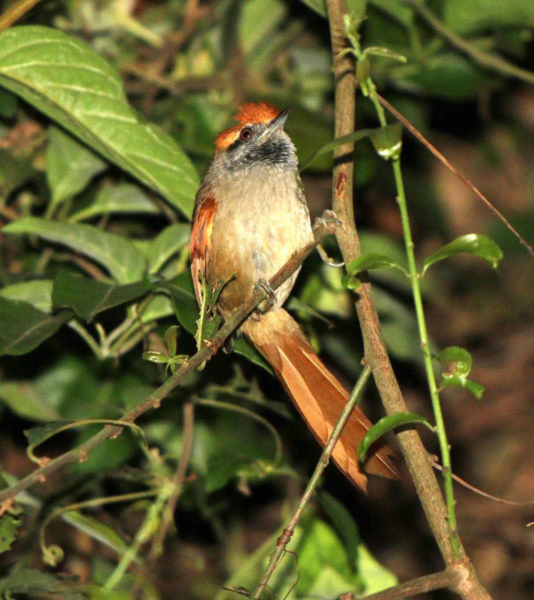 Rufous-capped Spinetail - ML382311251
