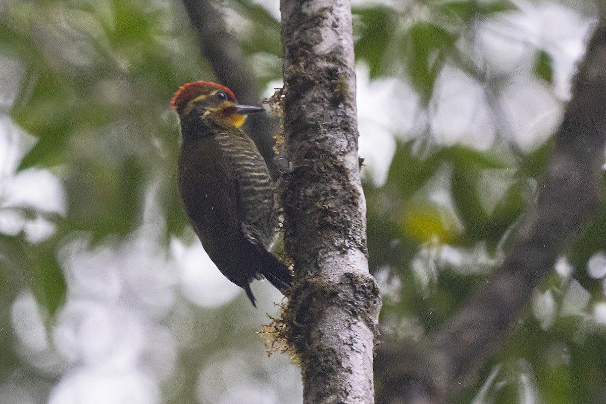 White-browed Woodpecker - ML382311461