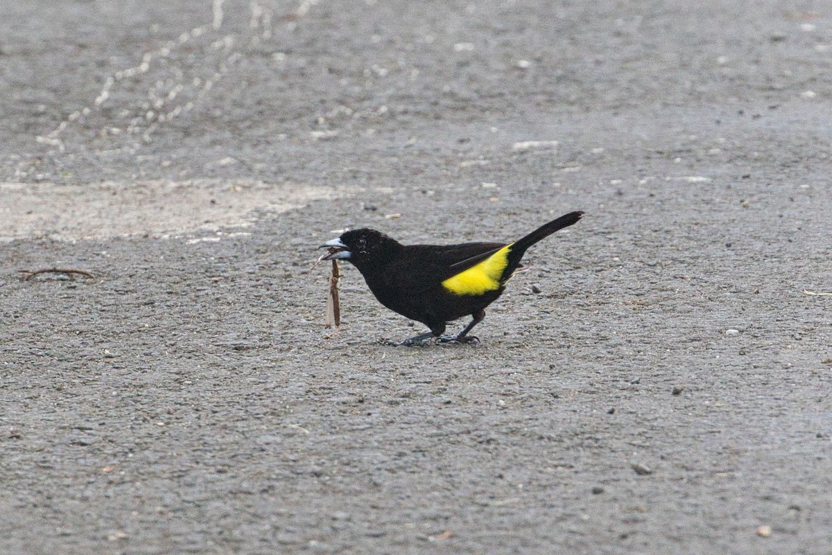 Flame-rumped Tanager - Tracy McCarthey