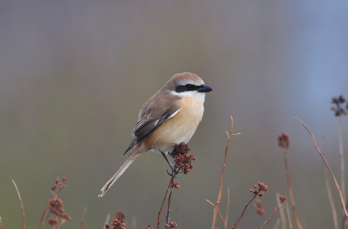 Brown Shrike - ML382312121