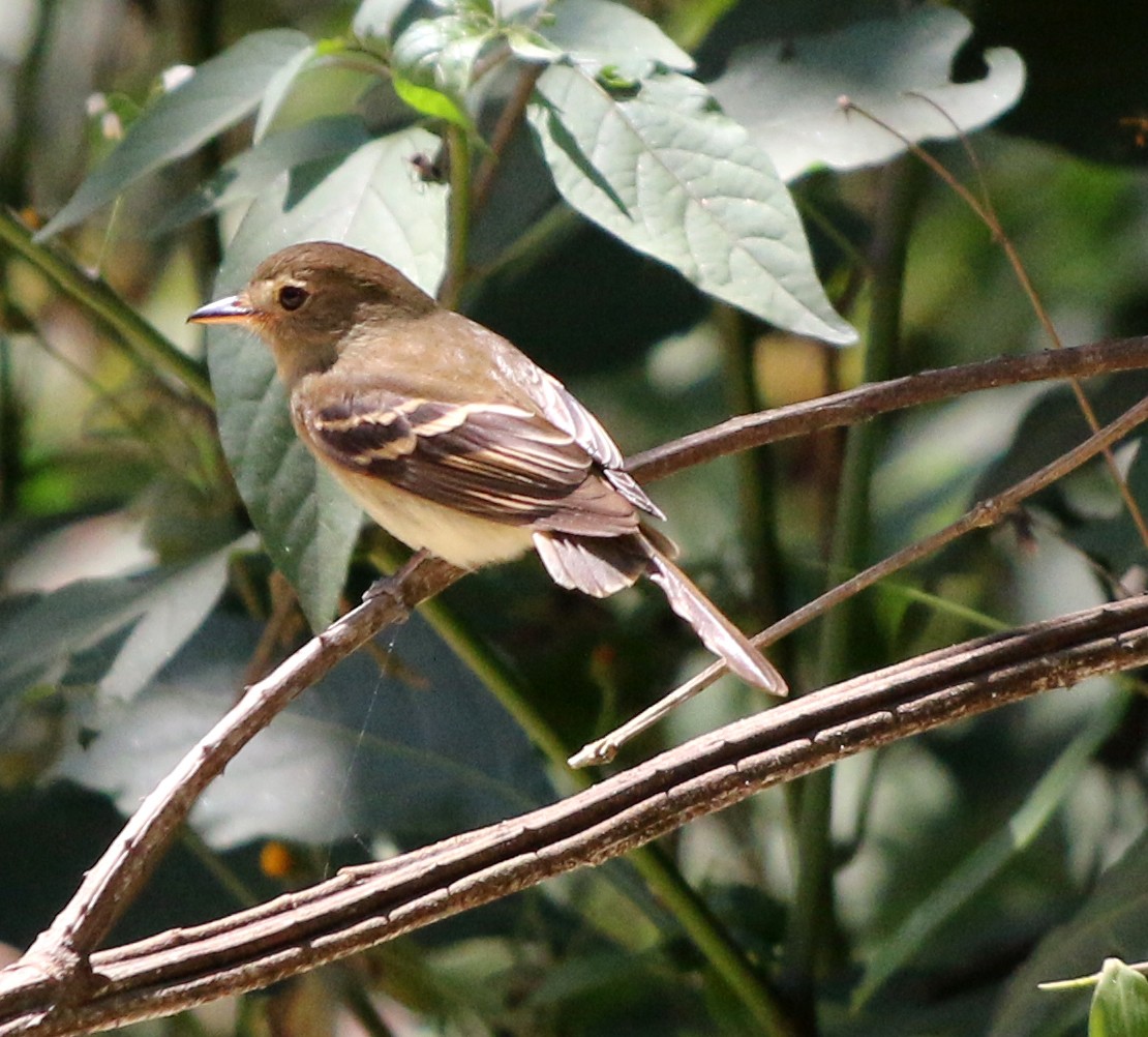 Euler's Flycatcher - ML382313221