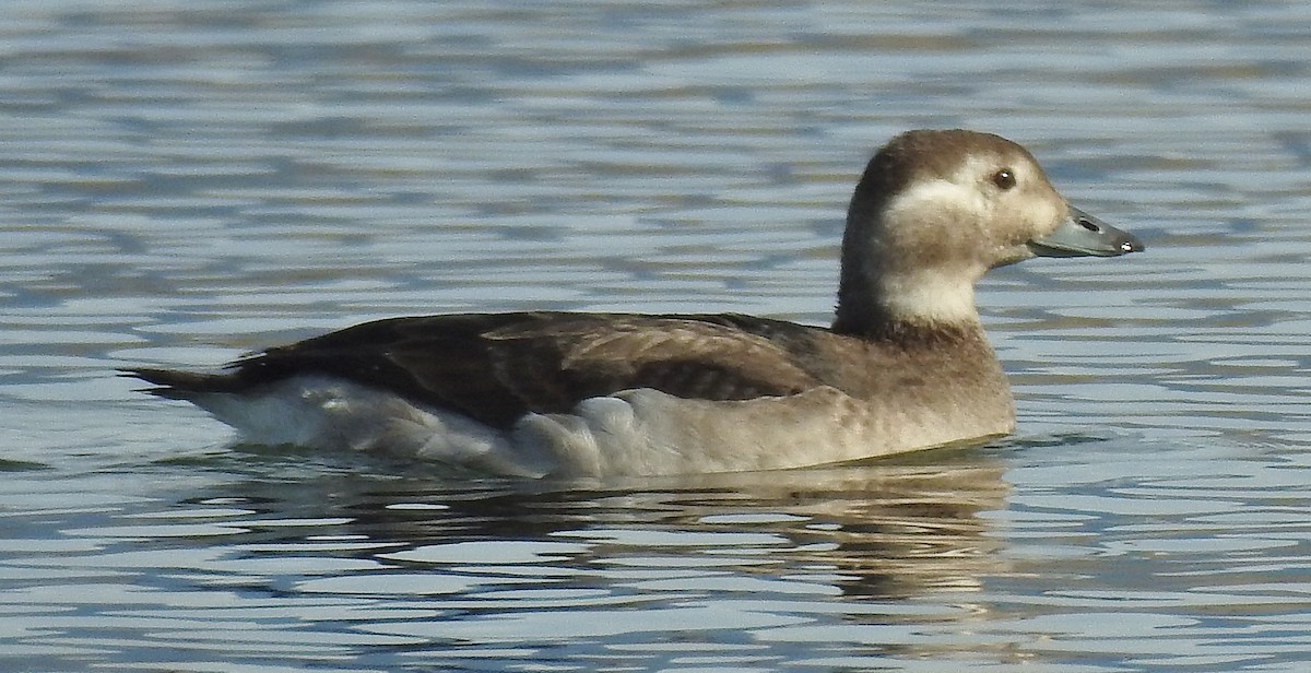 Long-tailed Duck - Pat Grantham