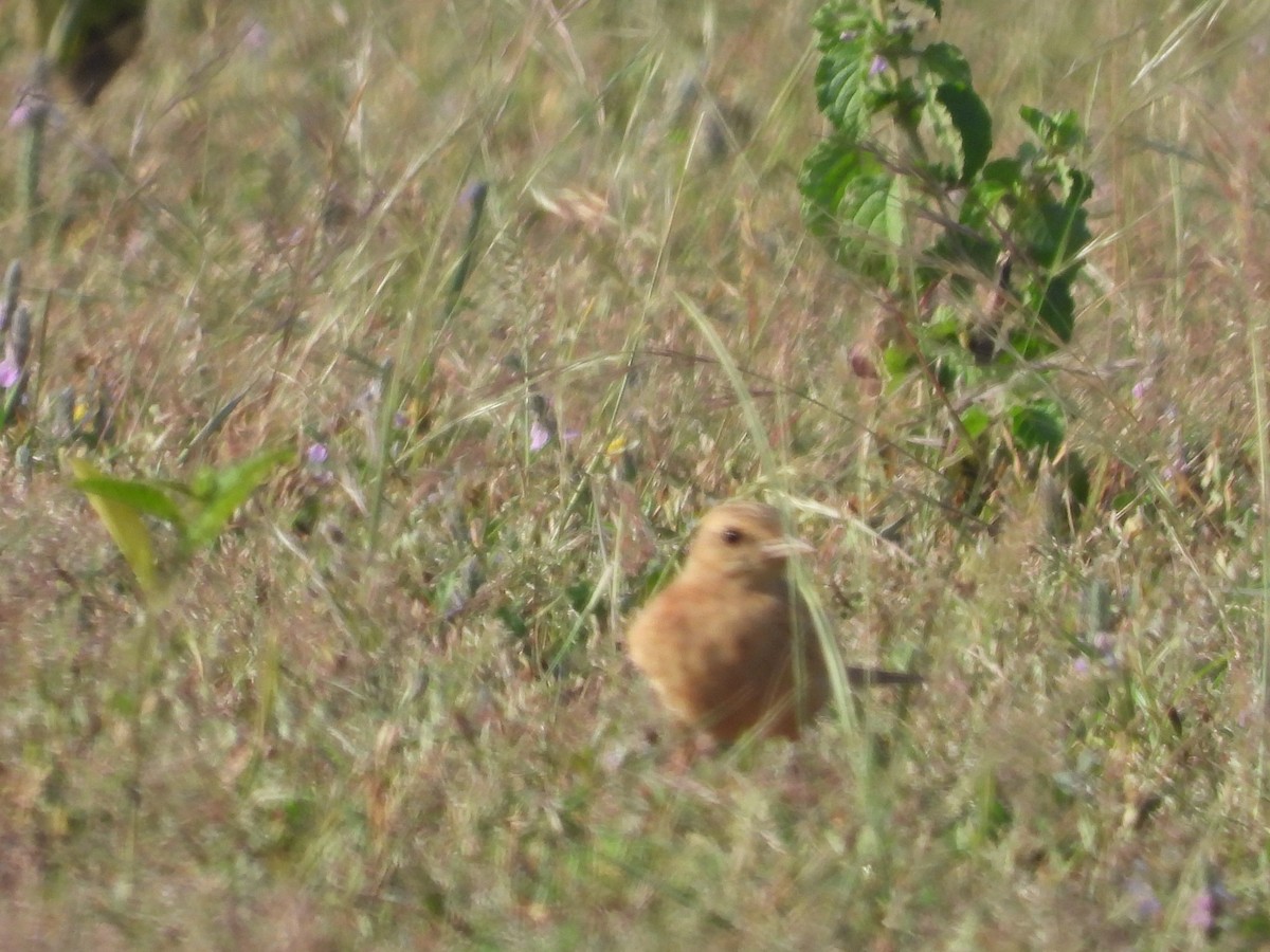 Tawny Pipit - ML382317821