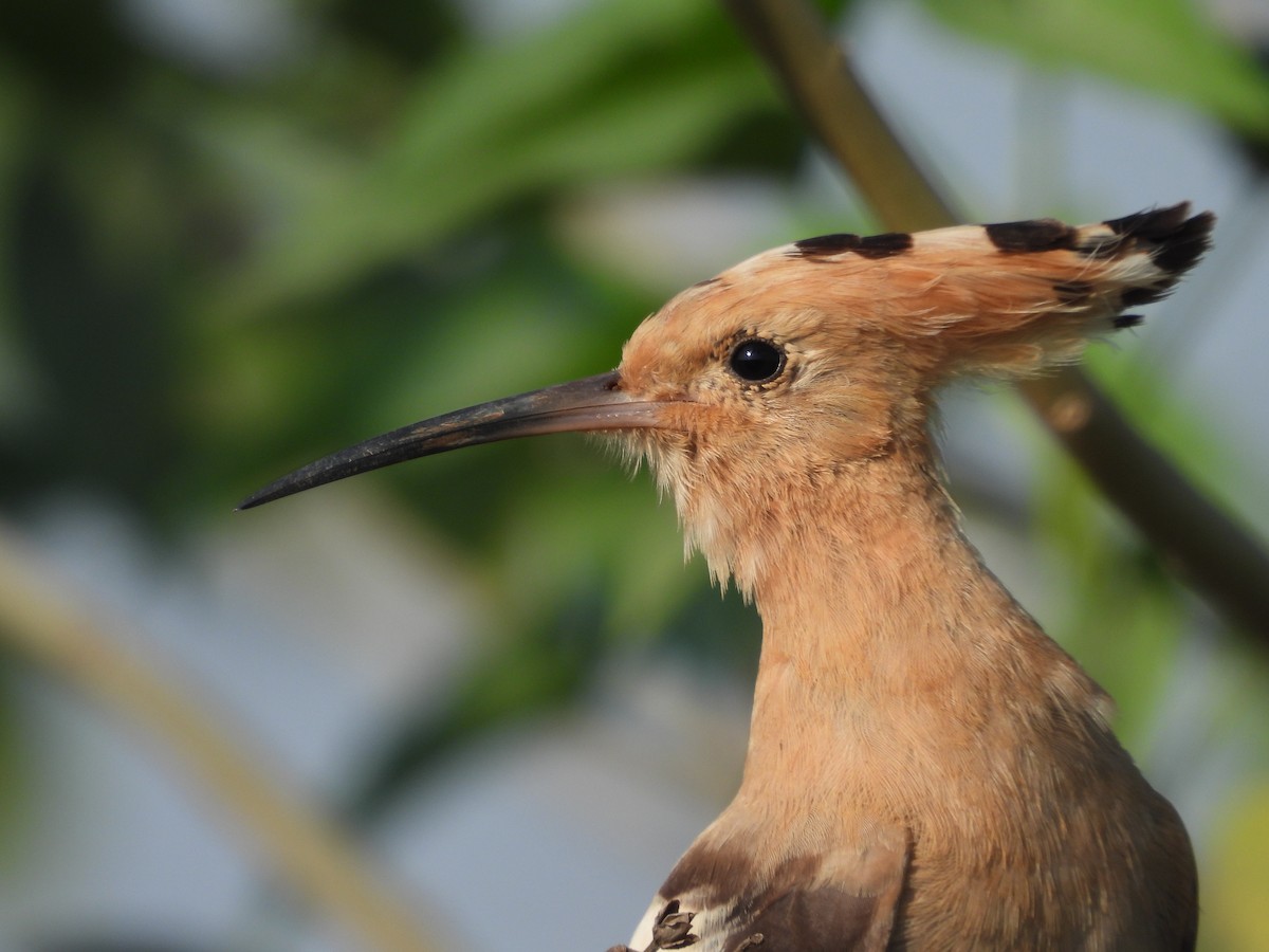 Eurasian Hoopoe - ML382317971