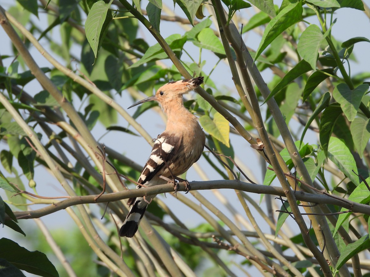 Eurasian Hoopoe - ML382318001