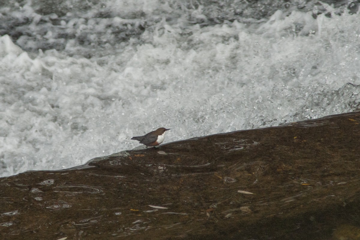 White-throated Dipper - ML382318171