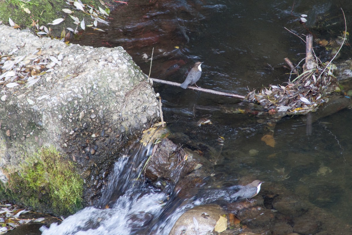 White-throated Dipper - ML382318261