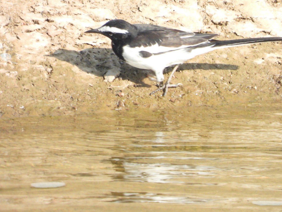 White-browed Wagtail - ML382318291