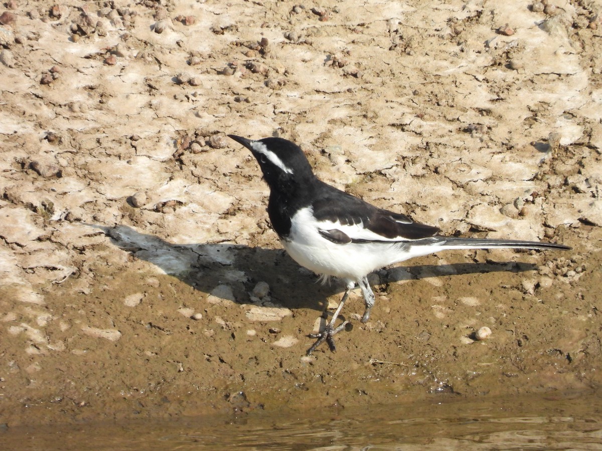 White-browed Wagtail - ML382318311