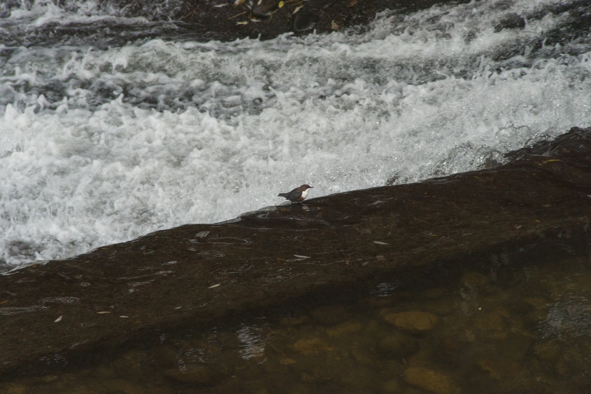 White-throated Dipper - ML382318471