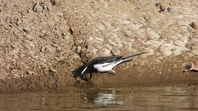 White-browed Wagtail - ML382318591