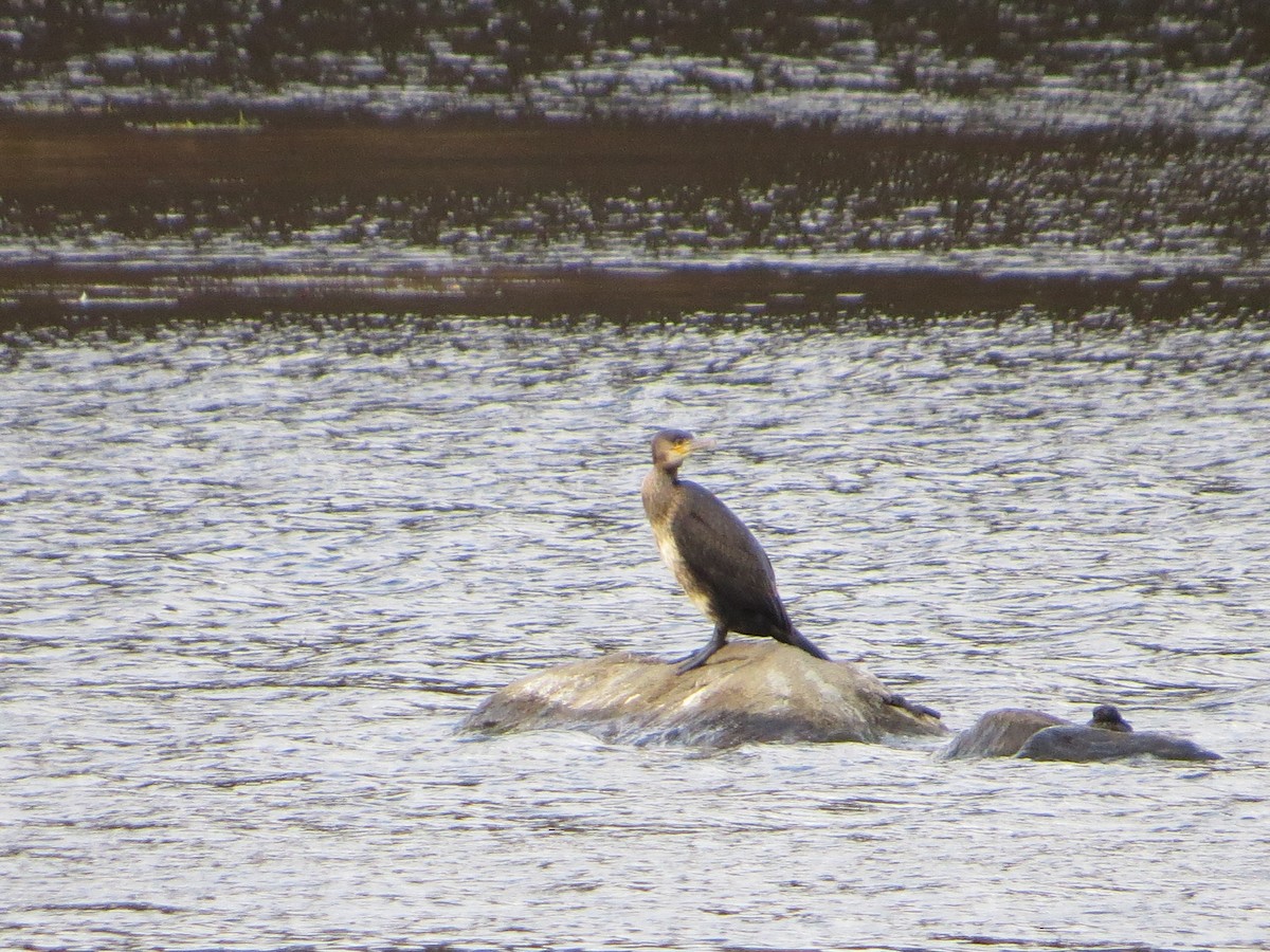 Great Cormorant - Alan Boyd
