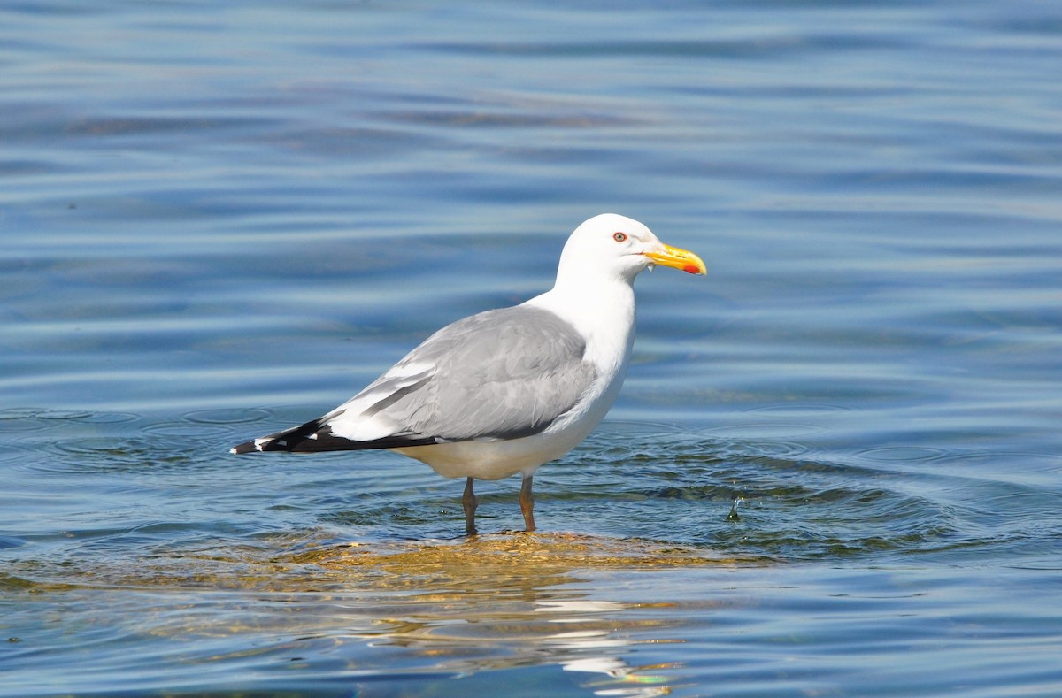 Herring Gull (Mongolian) - ML382320221