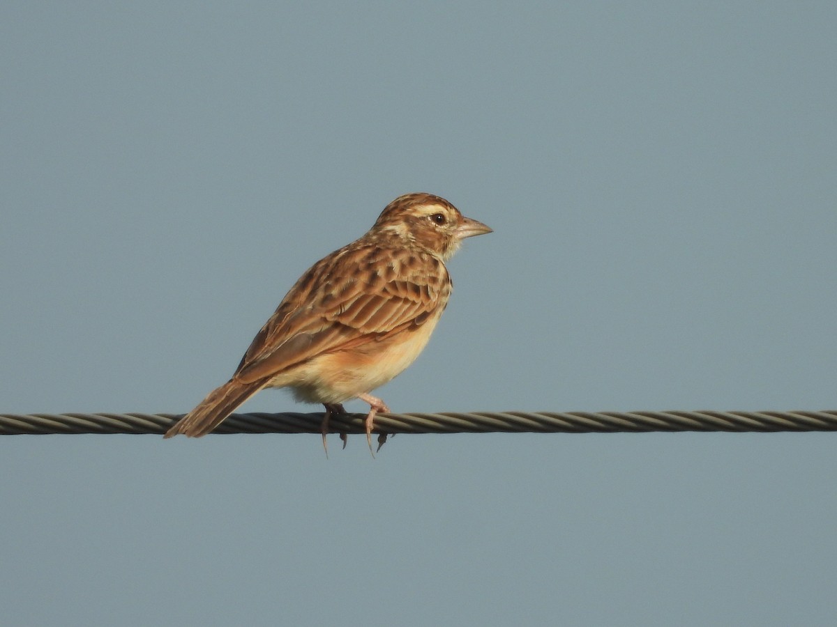 Indian Bushlark - ML382320301