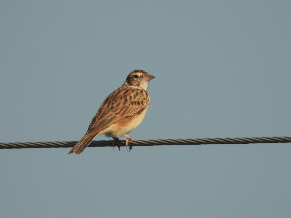 Indian Bushlark - ML382320311