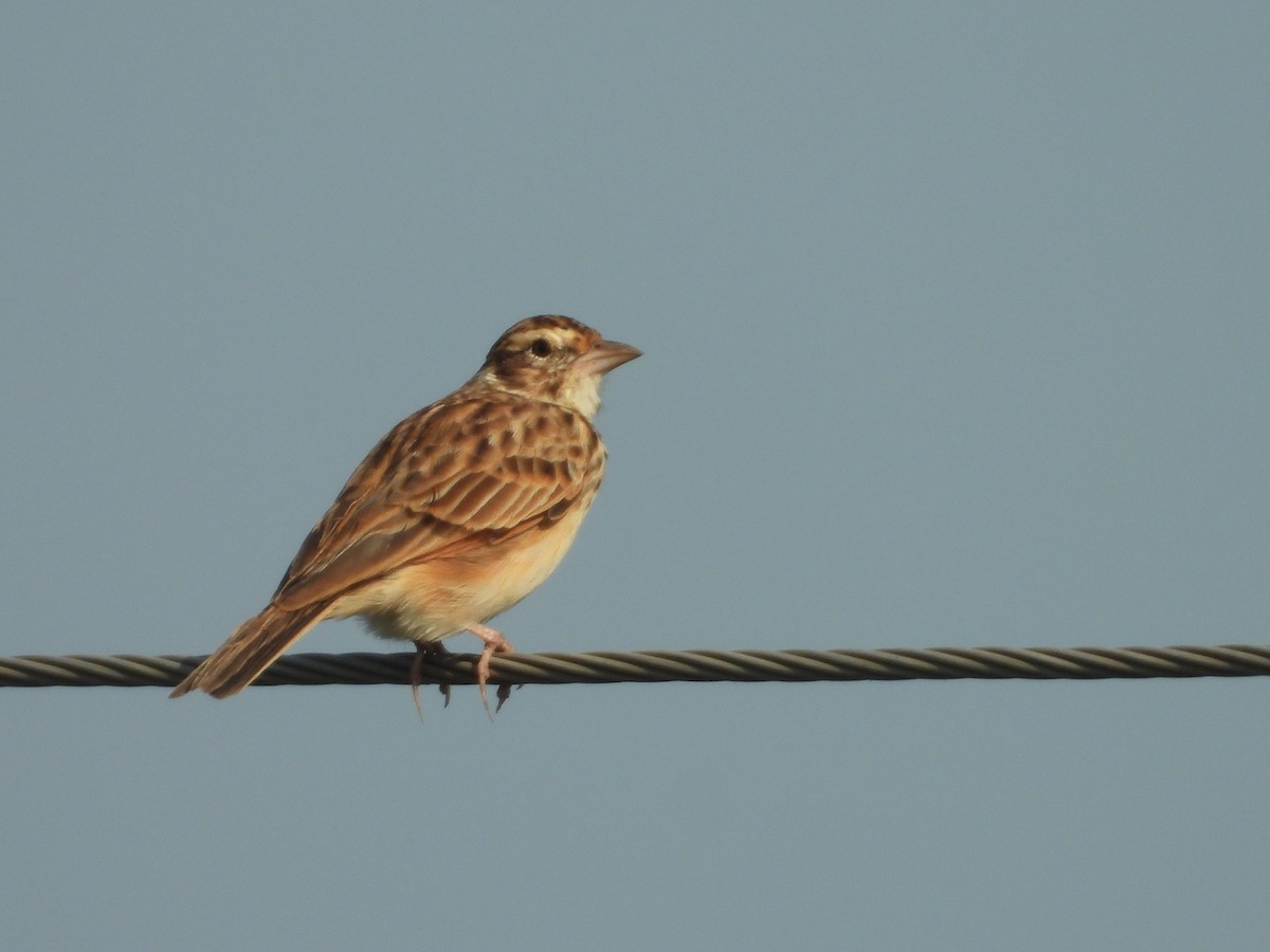 Indian Bushlark - ML382320321