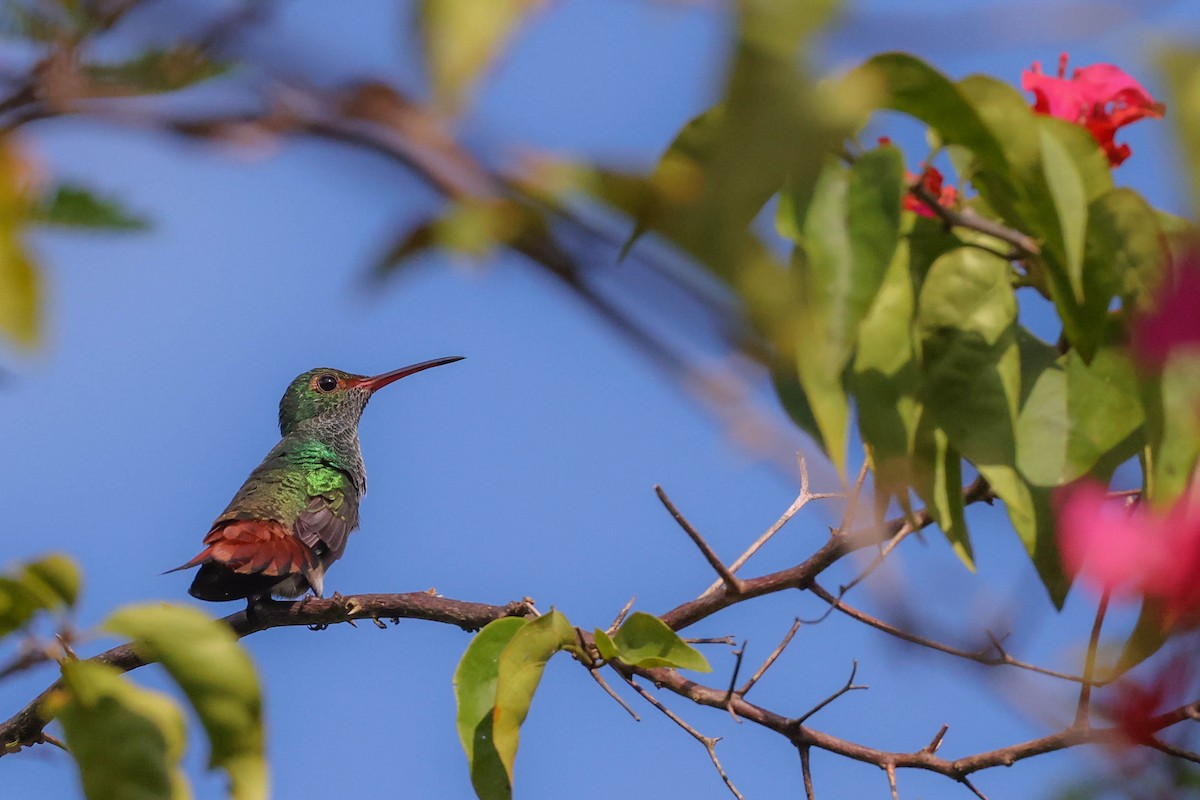 Rufous-tailed Hummingbird - Allison Miller