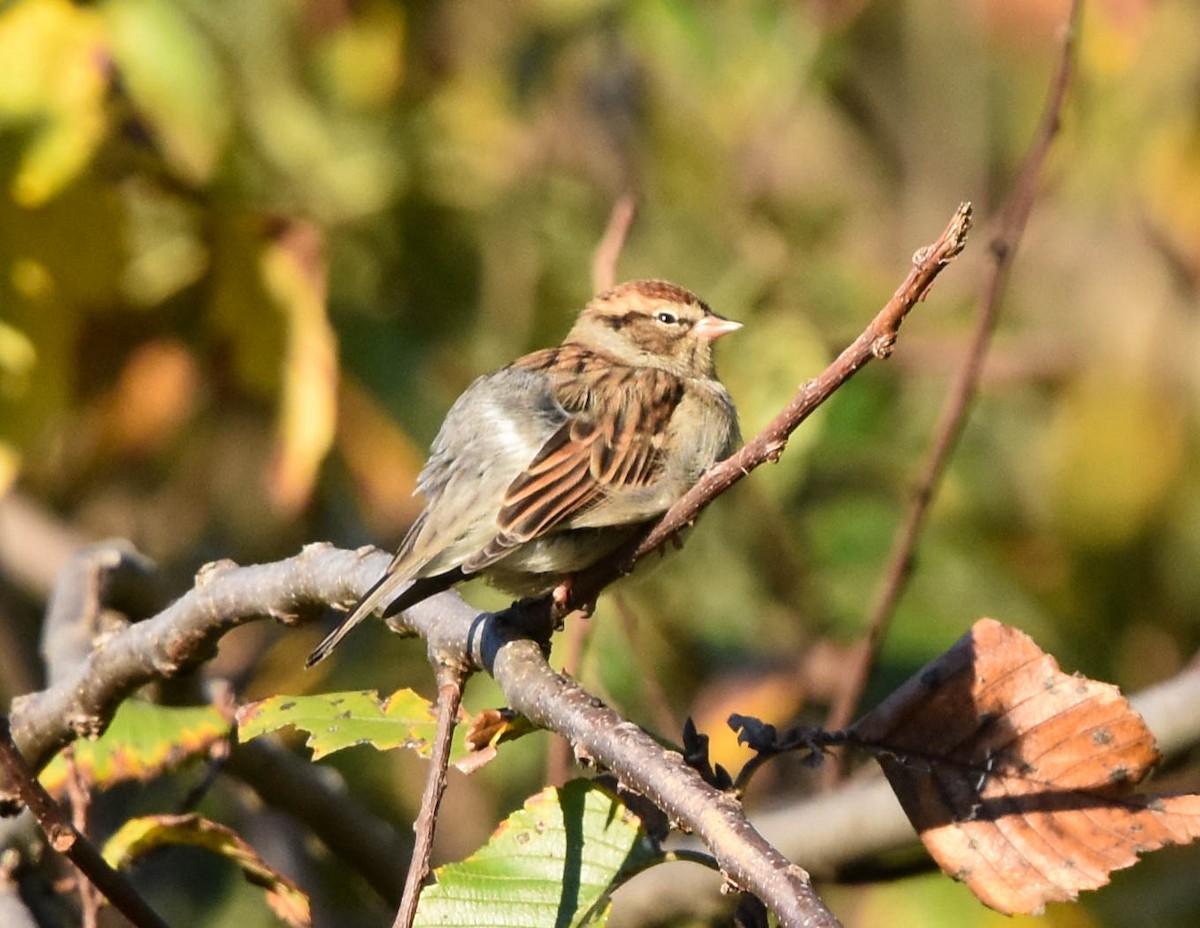 brunissespurv - ML382320521