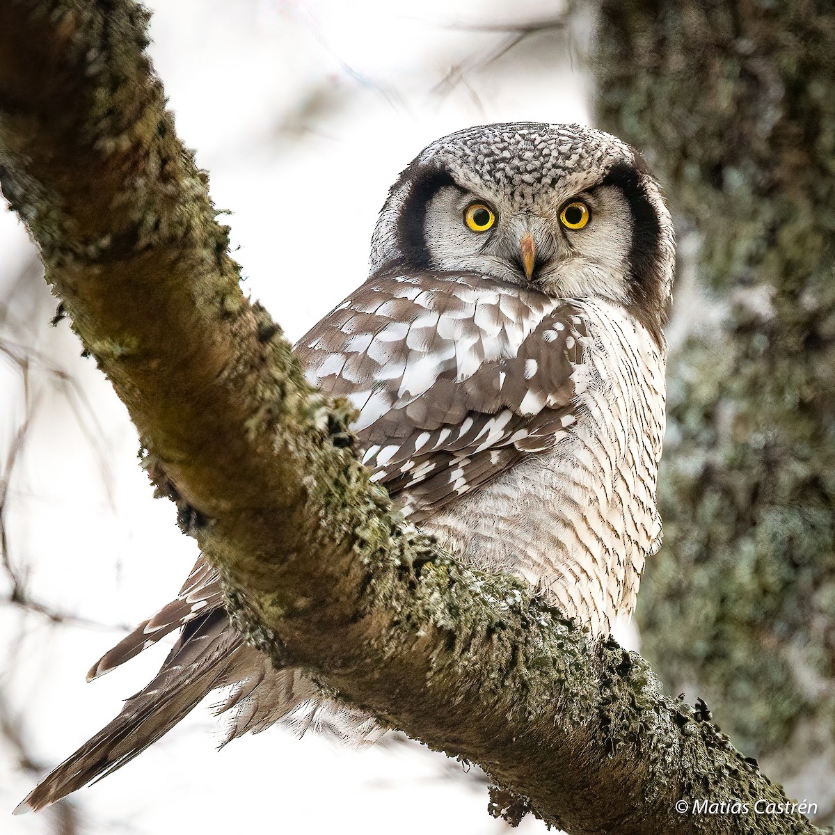 Northern Hawk Owl - ML382322881