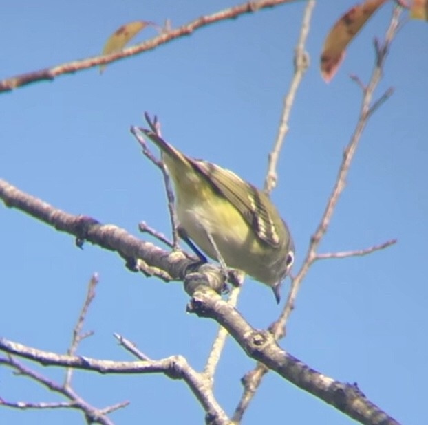 Blue-headed Vireo - ML382324851