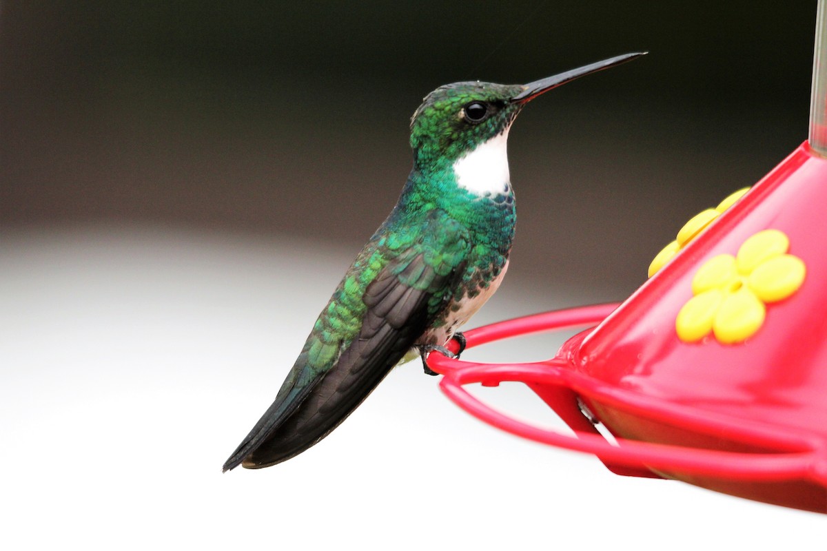 kolibřík límcový - ML382325161