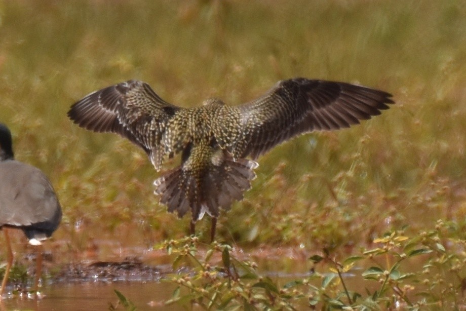 Pacific Golden-Plover - Dr Mohammed Umer  Sharieff