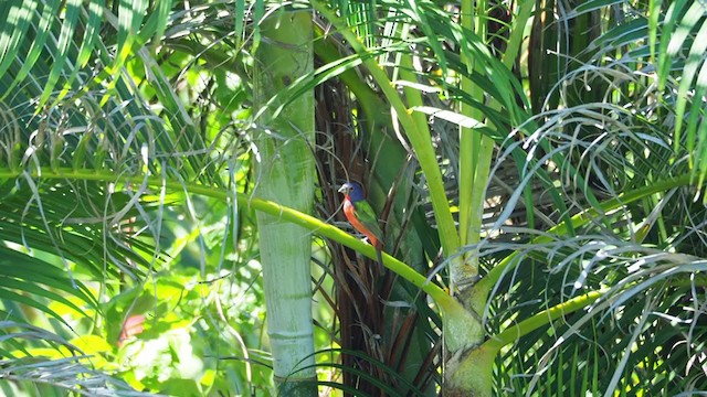 Painted Bunting - ML382327061