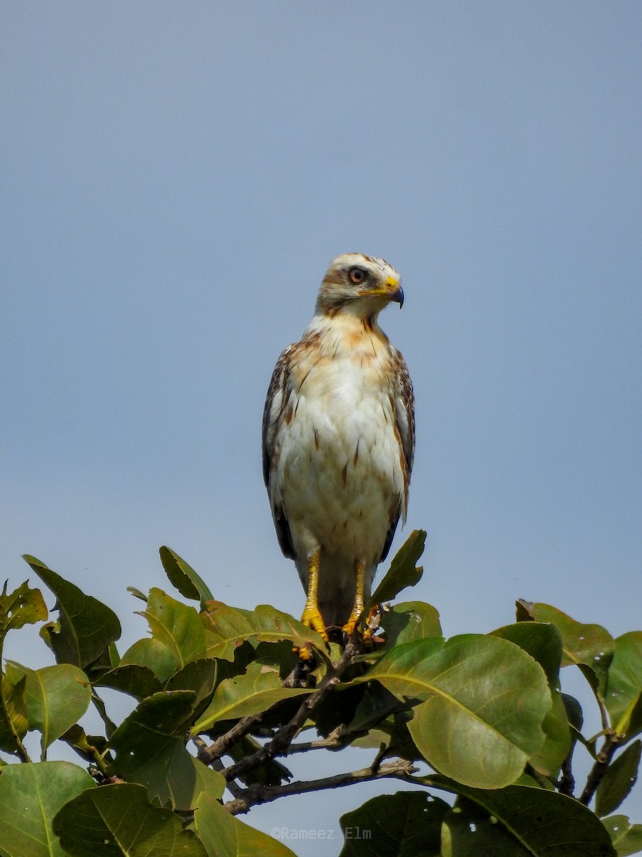 White-eyed Buzzard - ML382327651