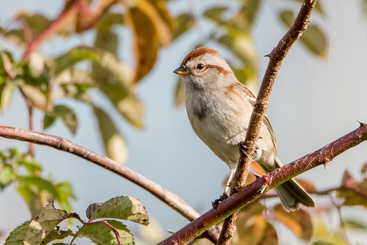 American Tree Sparrow - Sue Barth