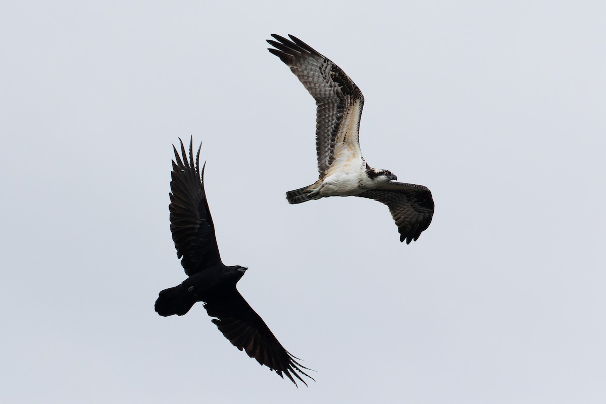 Águila Pescadora - ML382328951