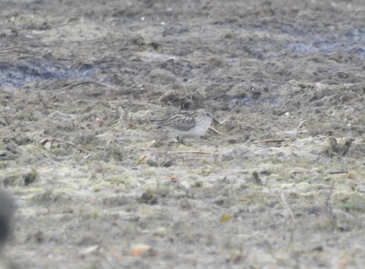 Least Sandpiper - ML382332141