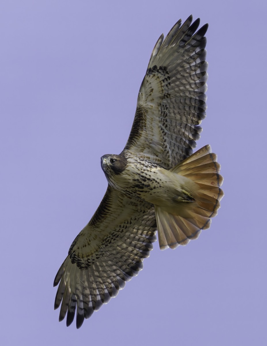 Red-tailed Hawk - ML382333131