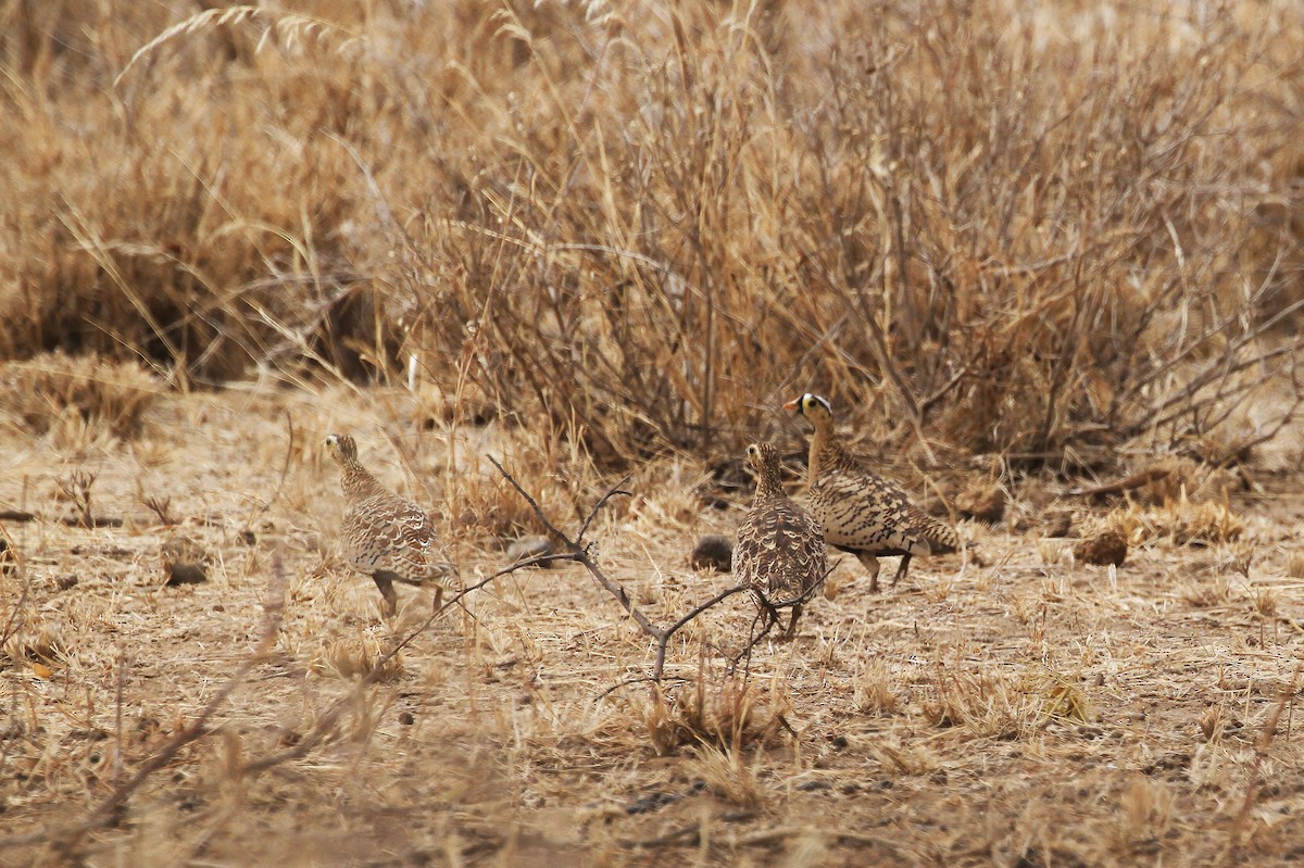 クロガオサケイ - ML382335121