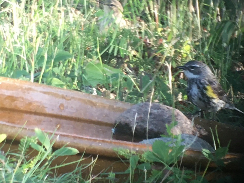 Yellow-rumped Warbler - Louise Laperrière