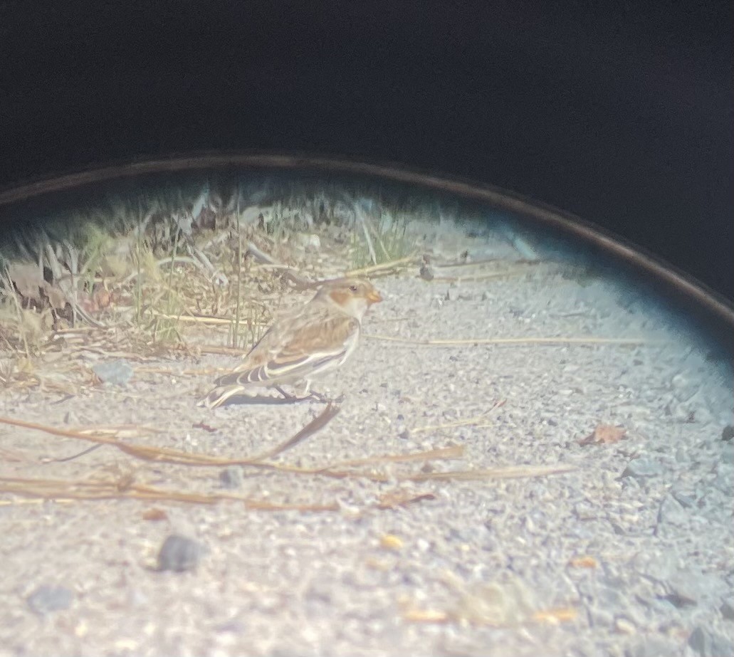 Snow Bunting - ML382337821