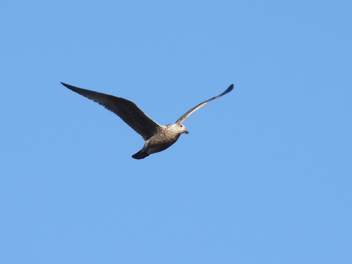 Herring Gull (European) - ML382338901