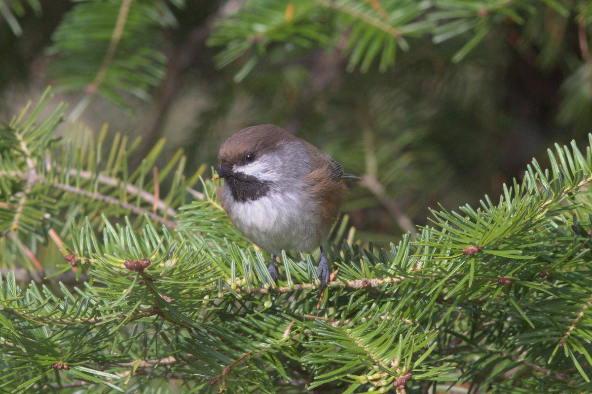 Boreal Chickadee - ML382339281