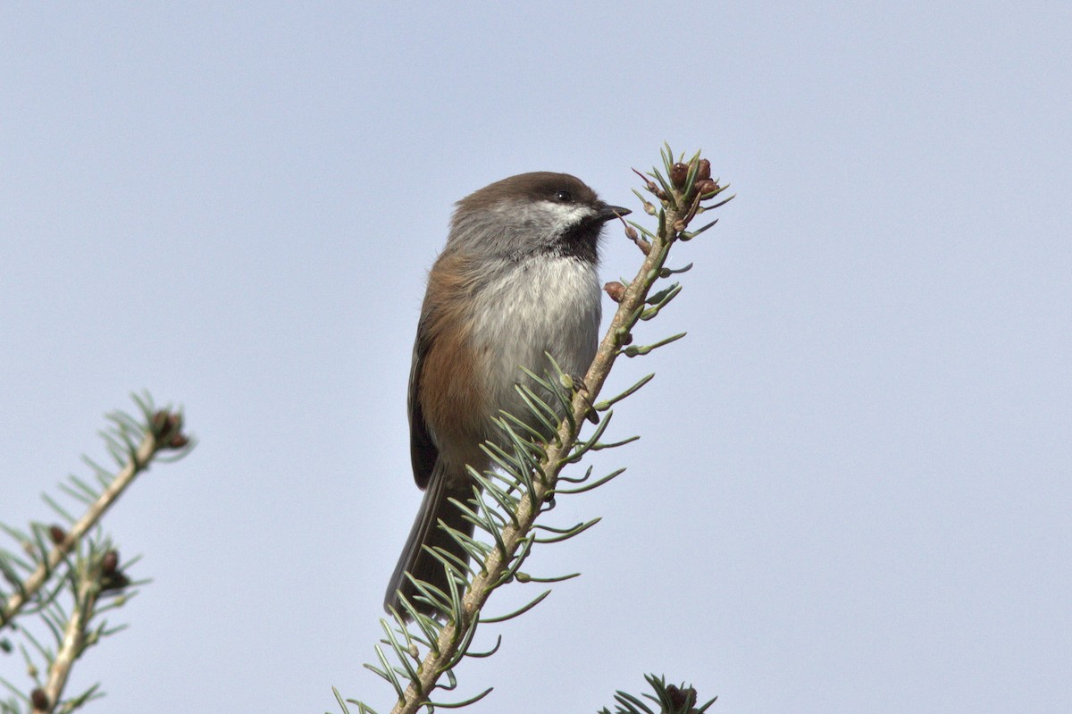 Boreal Chickadee - ML382340041