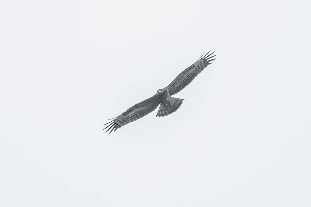 Oriental Honey-buzzard - ML382340681