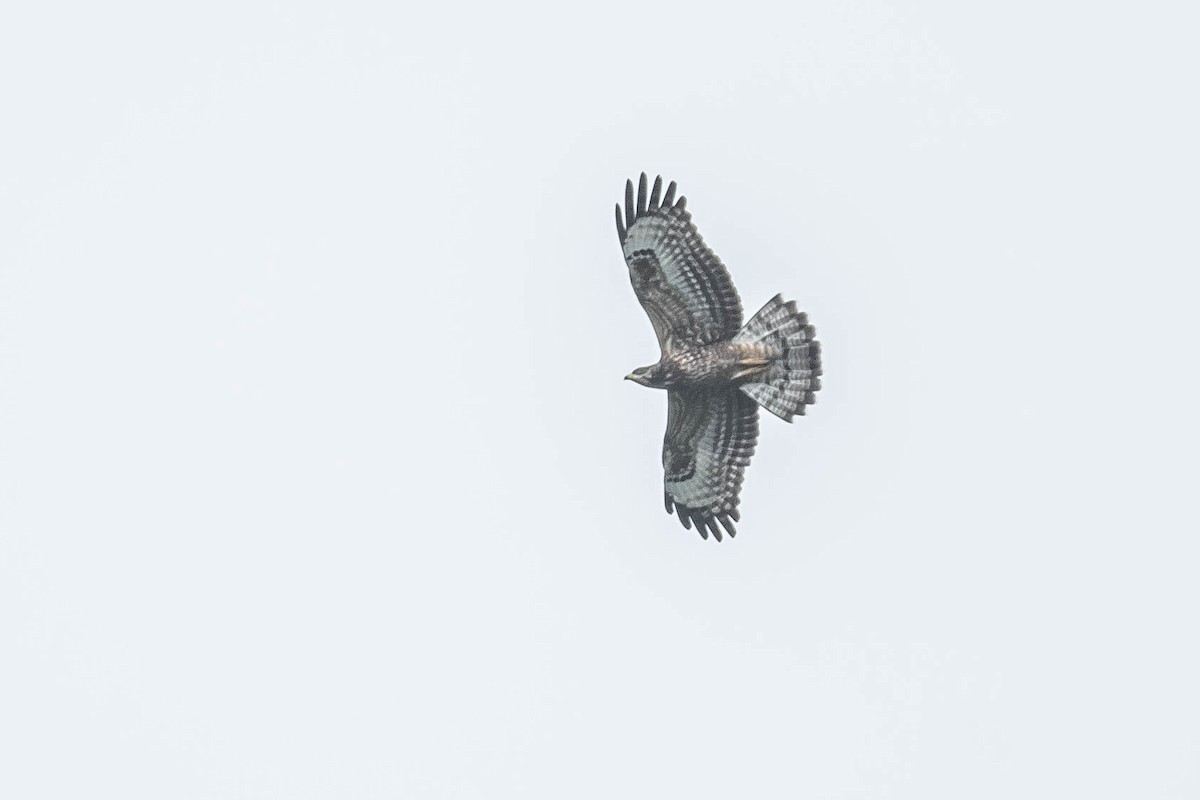 Oriental Honey-buzzard - ML382340691